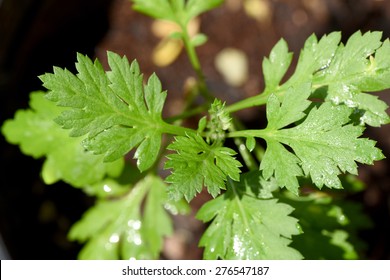 839 Japanese Mugwort Images Stock Photos Vectors Shutterstock 839 Japanese Mugwort Images Stock Photos Vectors Shutterstock