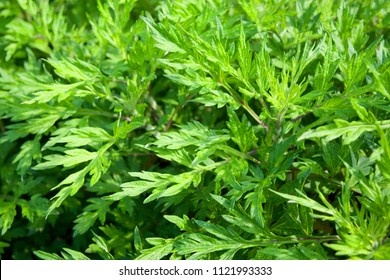 839 Japanese Mugwort Images Stock Photos Vectors Shutterstock 839 Japanese Mugwort Images Stock Photos Vectors Shutterstock