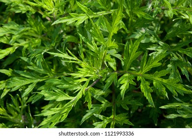 839 Japanese Mugwort Images Stock Photos Vectors Shutterstock 839 Japanese Mugwort Images Stock Photos Vectors Shutterstock
