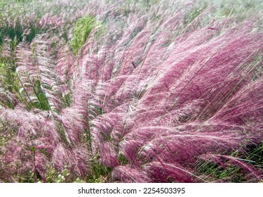 Muhlenbergia capillaris, Muhly Grass. An image of the  windswept silky purplish to pink plumes of this native ornamental grass. Color photo. 