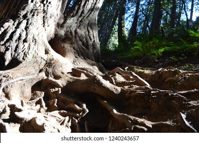 Muir Woods Giant Redwood Tree Roots