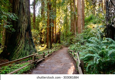 Muir Woods National Monument