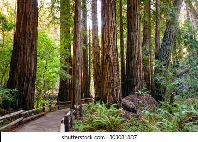 Muir Woods National Monument