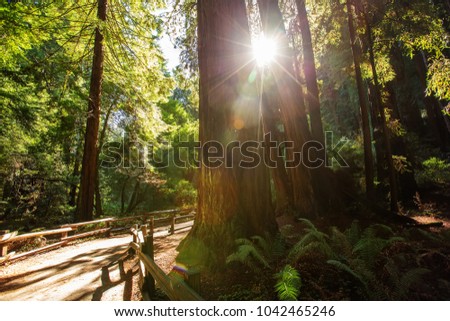 Muir woods National Monument near San Francisco in California, USA