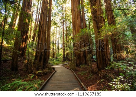 Muir woods National Monument at sunset time near San Francisco in California, USA