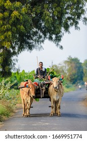 Muktainagar Maharashtra India 05-02-2020 : Indian farmer driving bullock cart 