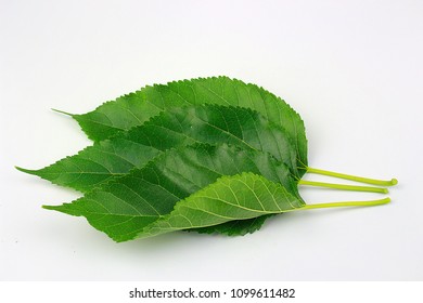 Mulberry berries write background