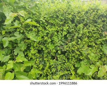 Mulberry Bush Trimmed In Geometric Shape