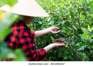 Mulberry with farmer's hand and fruit Making mulberry beer with Thai farmers in Asia