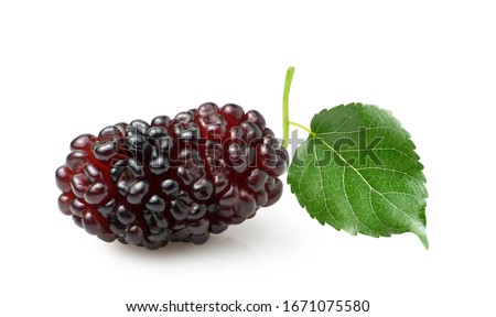 Mulberry fruit with green leaf isolated on white background