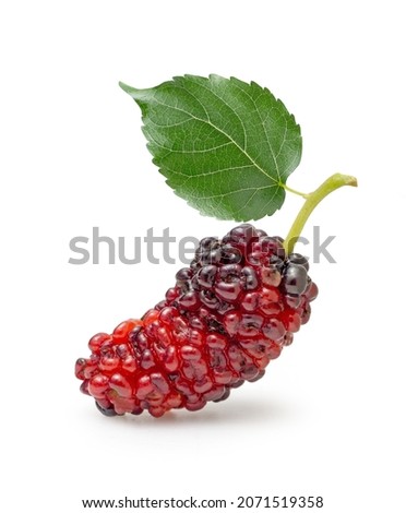 Mulberry fruit with green leaf isolated om white background