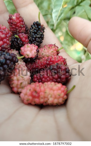 Mulberry\
fruit or often referred to as mulberry is a type of fruit from the\
berry family. This fruit is divided into three types according to\
their color, namely red, black and blue\
mulberry