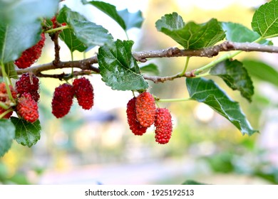 Mulberry Fruit On The Tree.