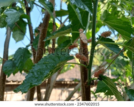 mulberry fruit plants in the yard of the house