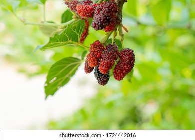 
Mulberry, Fruit That Is Rich In Vitamins