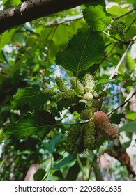 Mulberry Fruit, Unripe Green Mulberry Fruit