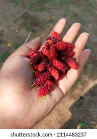 Mulberry From Garden In Old Cemetary