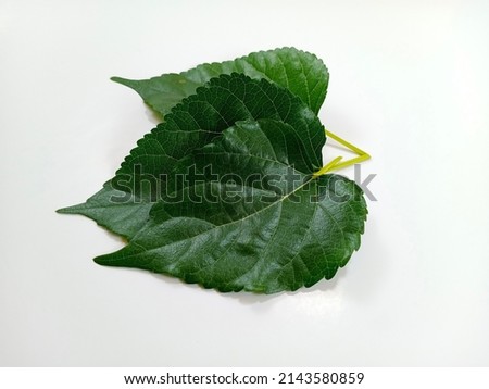 mulberry leaves isolated on white backgroud, have a medicine properties