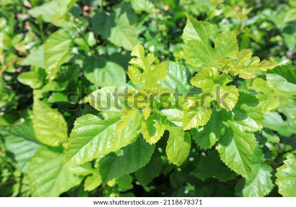 Mulberry leaves in\
orchards, North China