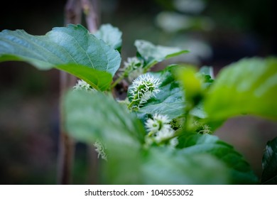 Mulberry Morus Alba Linn