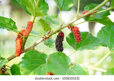 Mulberry On Garden Stock Photo 1058335232 | Shutterstock