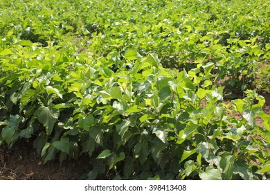 910 Mulberry Plantation Images, Stock Photos & Vectors | Shutterstock