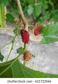 Mulberry Scientific Name Morus Stock Photo 621723566 | Shutterstock