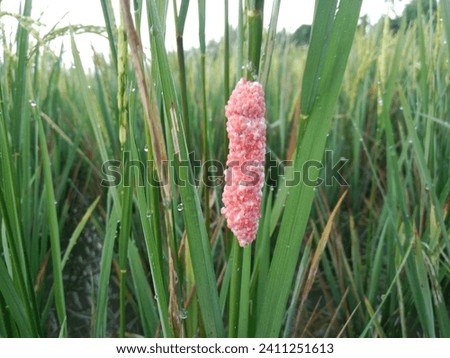 Mulberry snail eggs (Pomacea canaliculata) attached to rice stalks. Channeled apple snail eggs or Golden Apple Snail eggs on plants