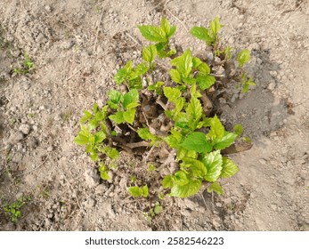 Mulberry Tree (Mulberry Tree) is a medium-sized fruit tree, which mainly belongs to Morus genus. It usually grows in warm and temperate regions and its fruits are small, juicy and sweet in taste.