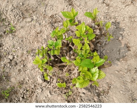 Mulberry Tree (Mulberry Tree) is a medium-sized fruit tree, which mainly belongs to Morus genus. It usually grows in warm and temperate regions and its fruits are small, juicy and sweet in taste.