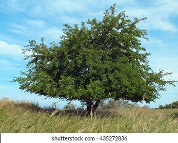 Mulberry Tree In Steppe