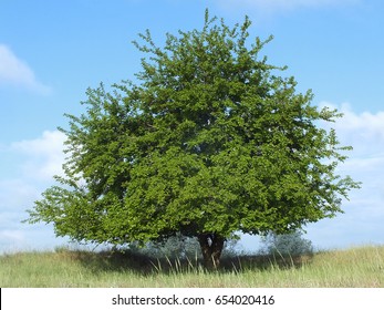 Mulberry Tree In Steppe