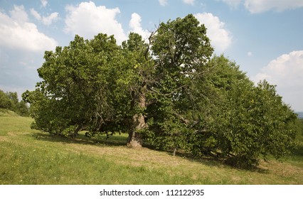  Mulberry Tree - Very Old Morus Nigra