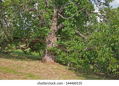 Mulberry Tree - Very Old Morus Nigra