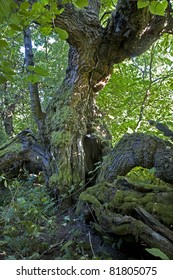  Mulberry Tree - Very Old Morus Nigra