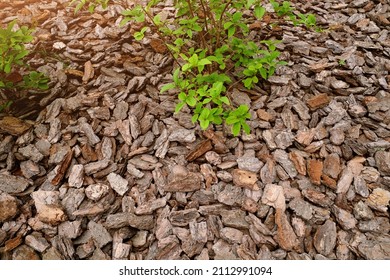 Mulch made of pine and other bark used in horticulture as fertilizer and for decoration under trees and bushes. Mulching in landscape design