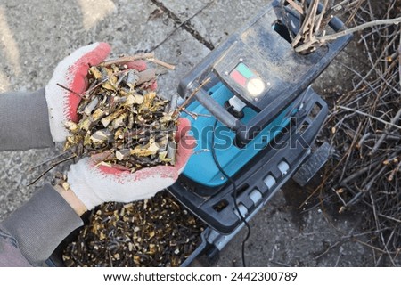 Mulch is a product of processing branches after pruning garden trees, close-up in a handful from a person. Conceptually ecology, respect for nature, organic farming
