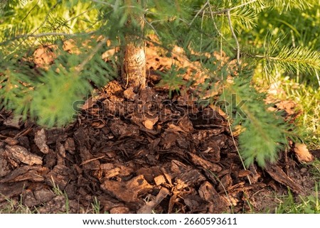 mulching coniferous trees when removing bark