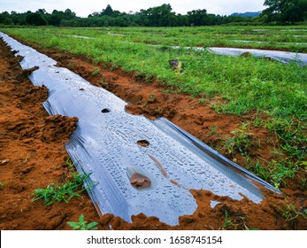 Mulching FilmBlack, plastic mulch to maintain moisture to the seedlings. To increase the survival rate and control weeds. Watermelon seedlings are cultivated in an orderly array.