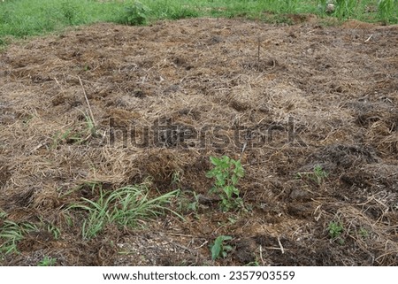 Mulching the the soil to cover exposed soil surface in a farm to keep soil healthy