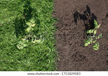Mulching the topsoil on a vegetable bed with mowed grass from the lawn. production of biohumus organic fertilizer. Earth erosion.