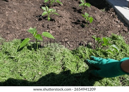 Mulching the topsoil on a vegetable bed with mowed grass from the lawn. production of biohumus organic fertilizer. Earth erosion