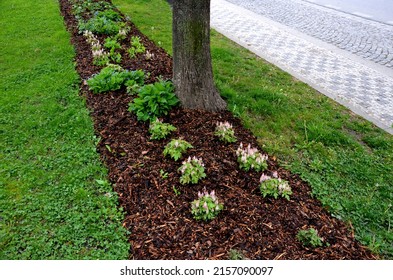 mulching undergrowth beds is necessary in terms of water evaporation. bark pulp protects against drying out and facilitates weed control - Shutterstock ID 2157090097