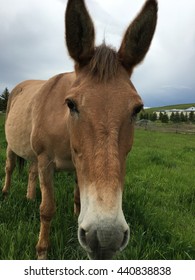 Mule