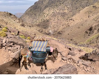 Mule carrying goods to Djebel Toubkal, High Atlas Mountain, Morocco.