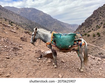 Mule carrying goods and luggage to Djebel Toubkal, North Africa's highest mountain. High Atlas Mountains, Morocco.