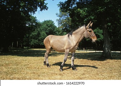 Mule, Crossbreed Of Male Donkey And Female Horse    