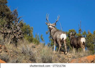 Mule Deer