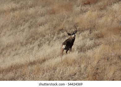 Mule Deer