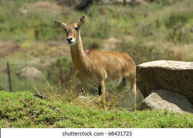 Mule deer